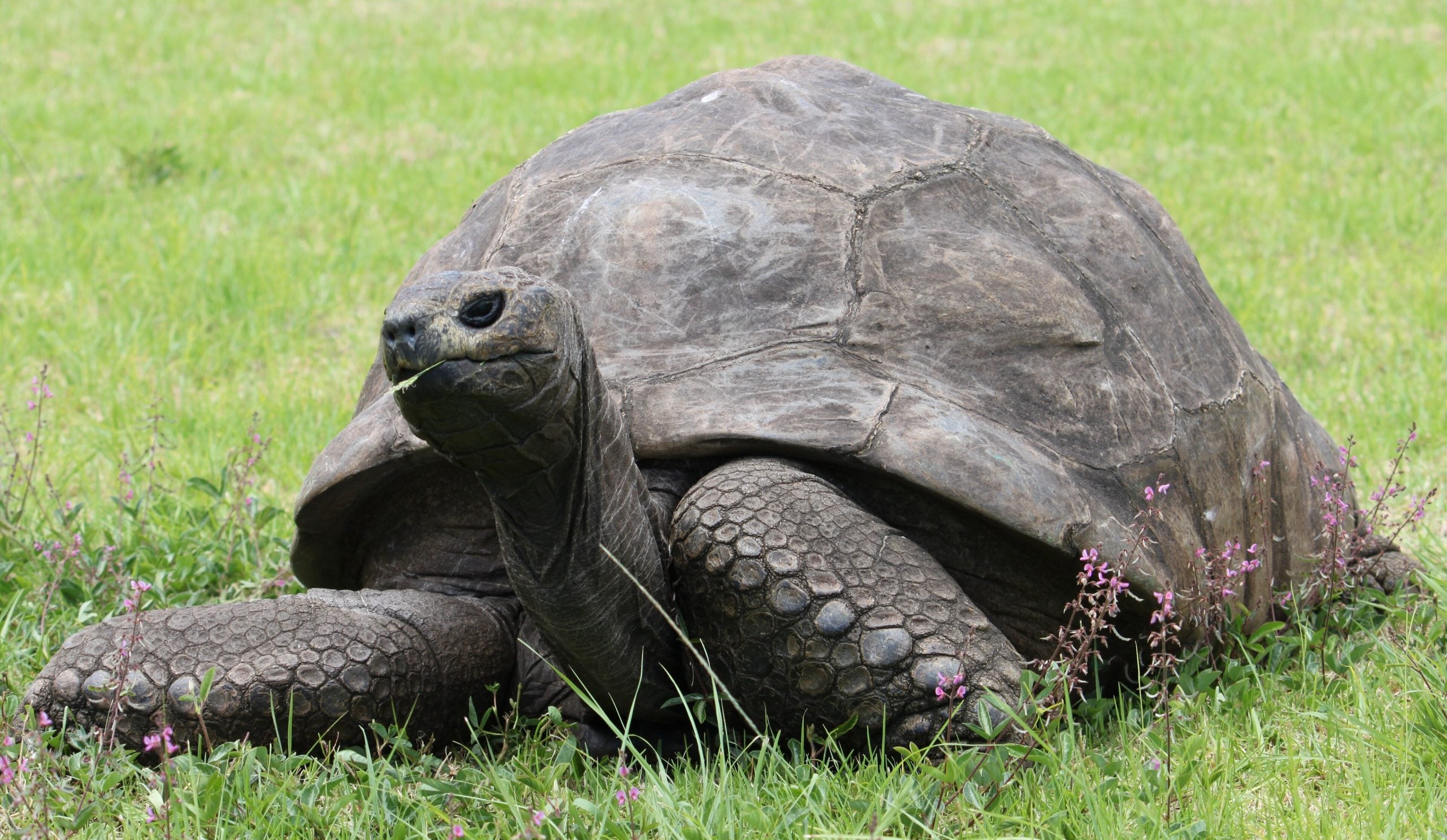 Scientists uncover 'secret' to 194-year-old tortoise Jonathan's longevity
