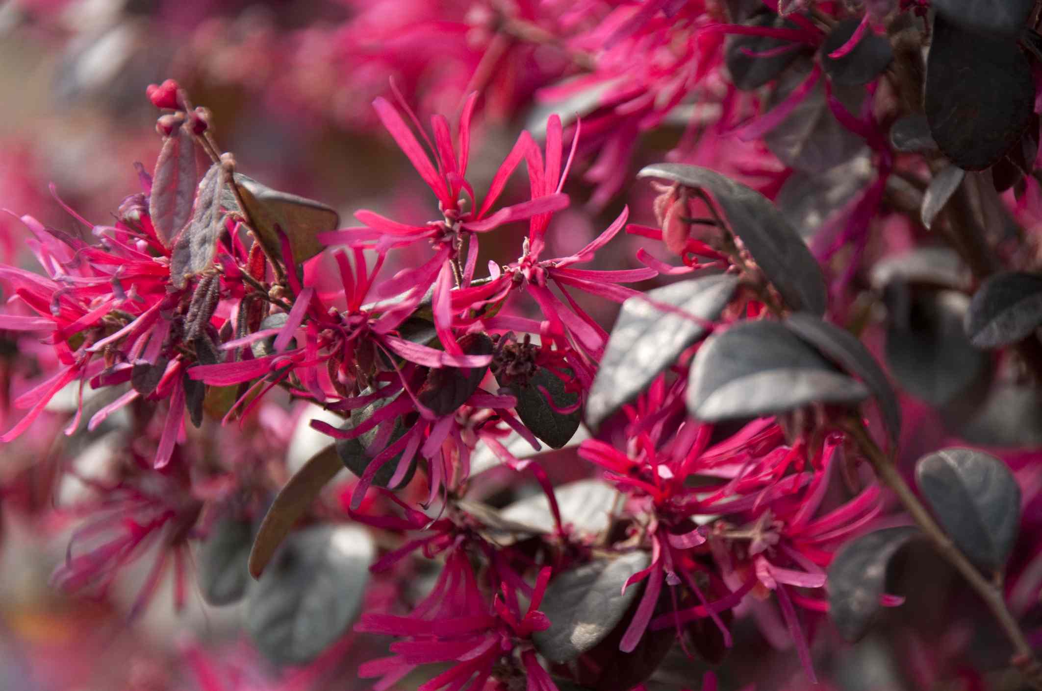 Pruning these 6 shrubs this fall could ruin next year’s flower show ...