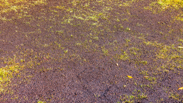 The type of grass you should be topdressing in the fall for a greener ...