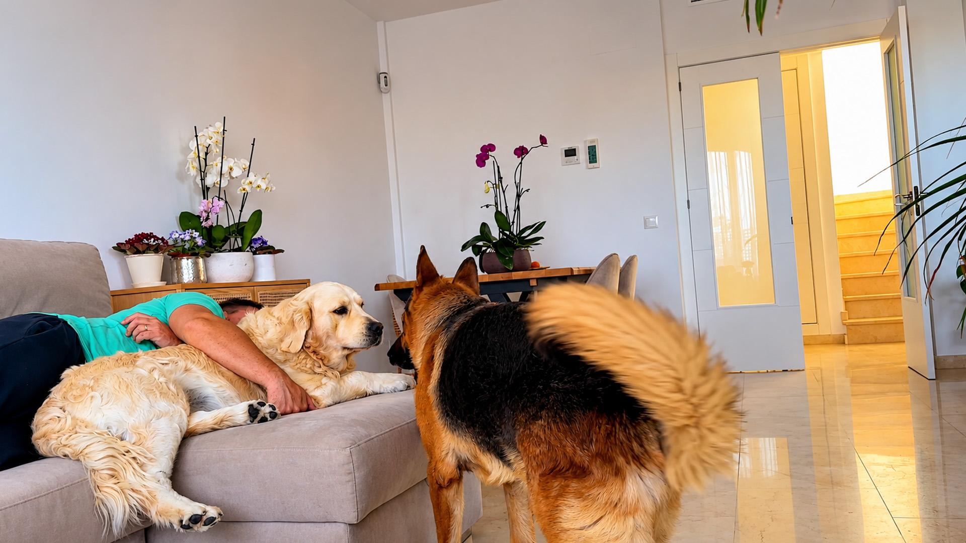 German shepherd finds his owner cuddling another dog