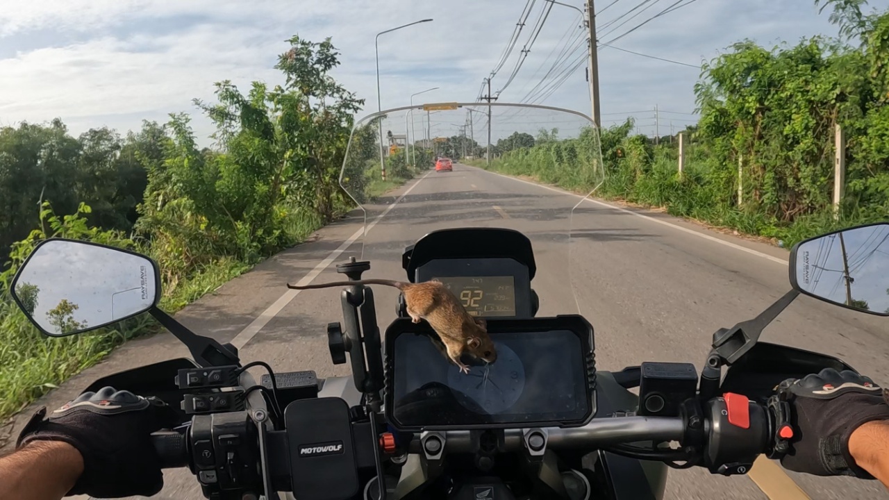 Man finds rat enjoying free ride on his motorcycle