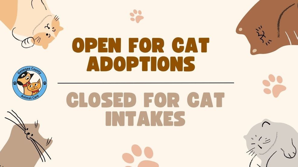 Stray kitten tests positive for disease; Genesee County Animal Care ...