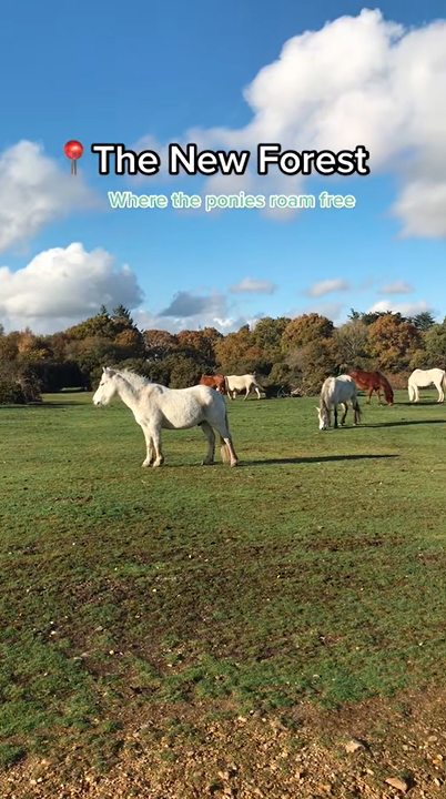 Exploring the New Forest and its adorable wild ponies