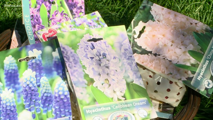 Prepare for spring: Expert tips on bulb planting and critter-proofing ...