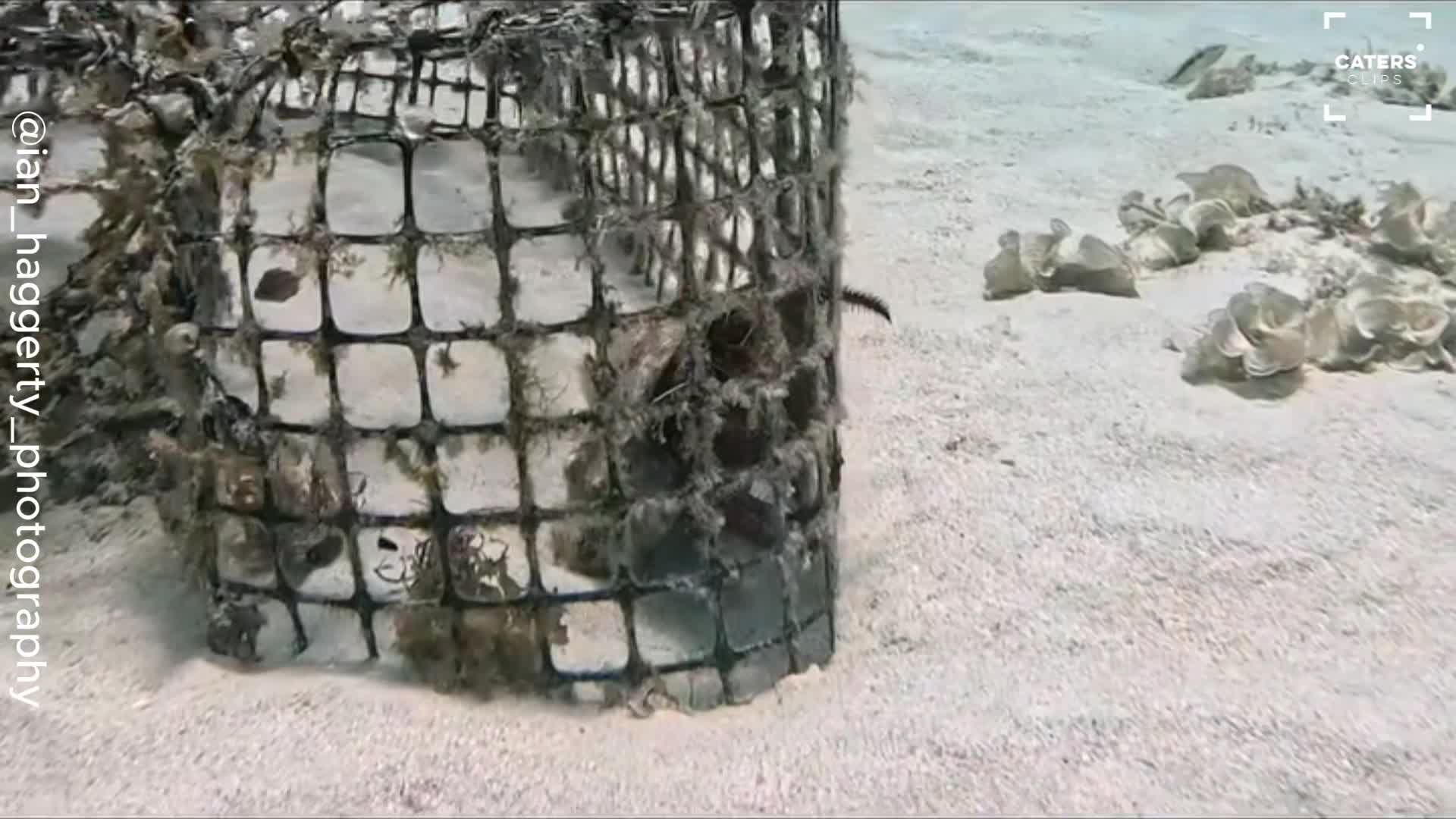 Diver makes a startling discovery inside abandoned fishing trap
