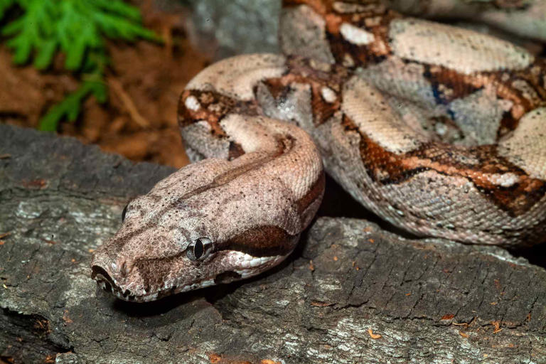 A 7-foot boa constrictor is loose in a NC neighborhood. 'No, this is ...