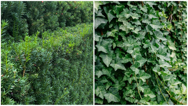 Inside Richard E Grant’s whimsical Richmond garden – 5 design ideas to ...