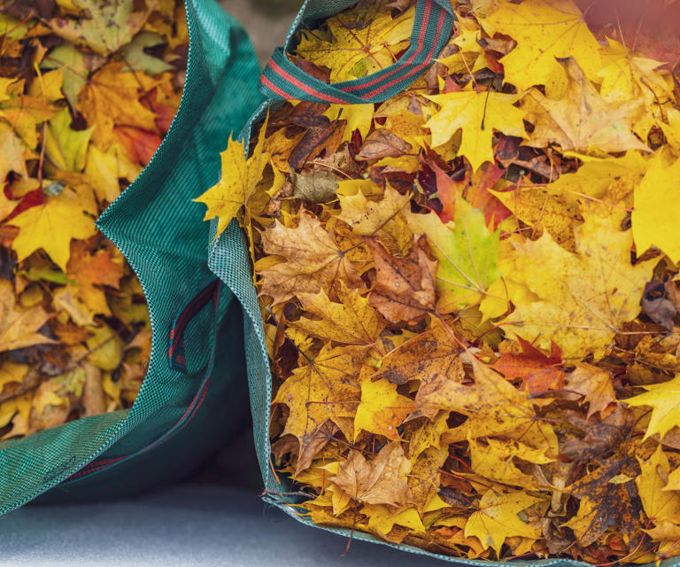 My 6-ingredient fall soil recipe turns kitchen scraps into garden gold ...