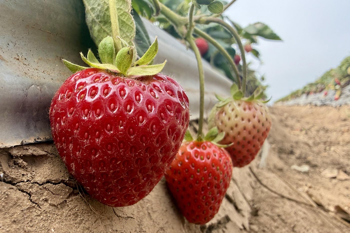 Strawberry farmer hopes steam holds the key to healthy soil and a ...
