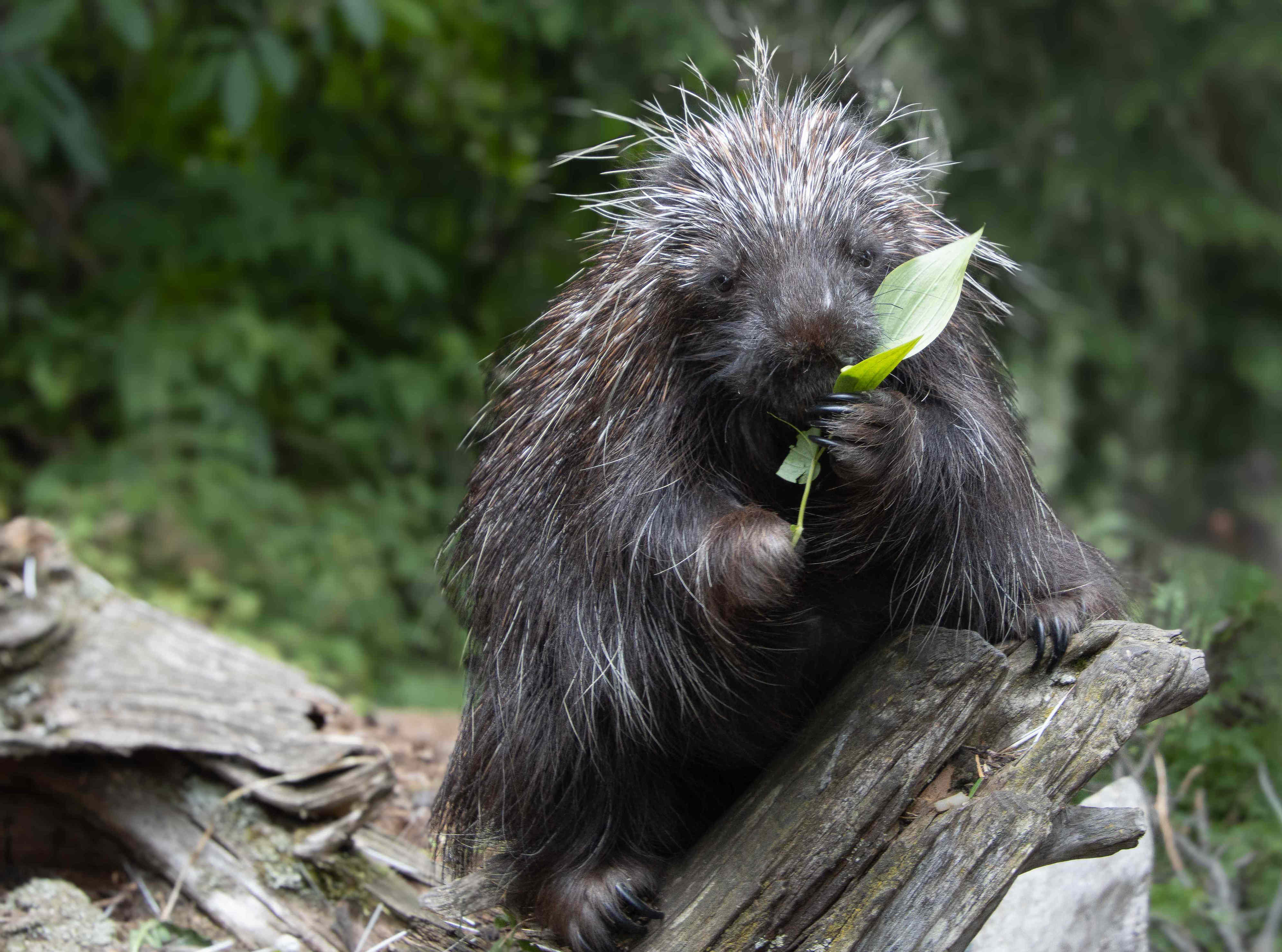 What to do if you find a porcupine in your yard, according to wildlife ...