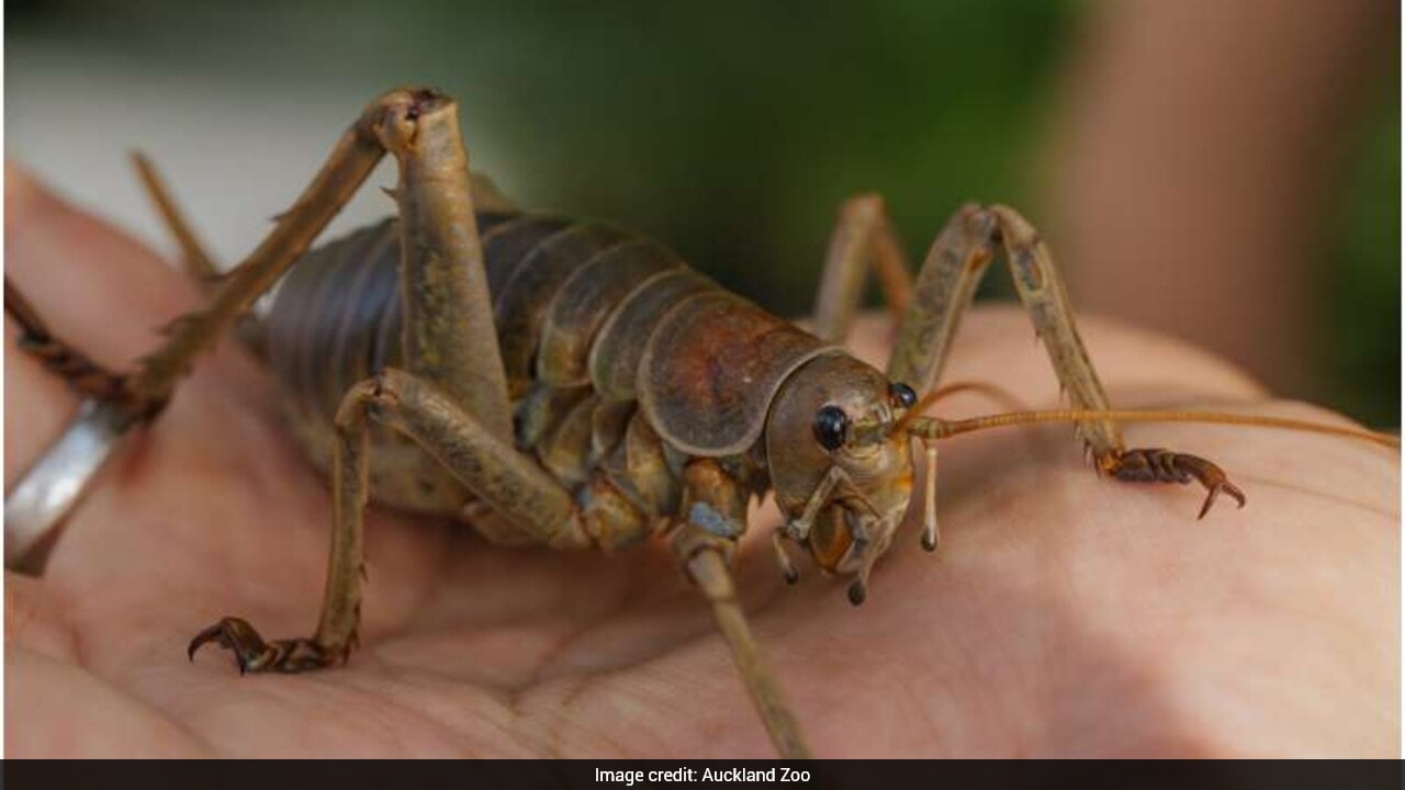 15-year conservation effort saves world's heaviest insect species