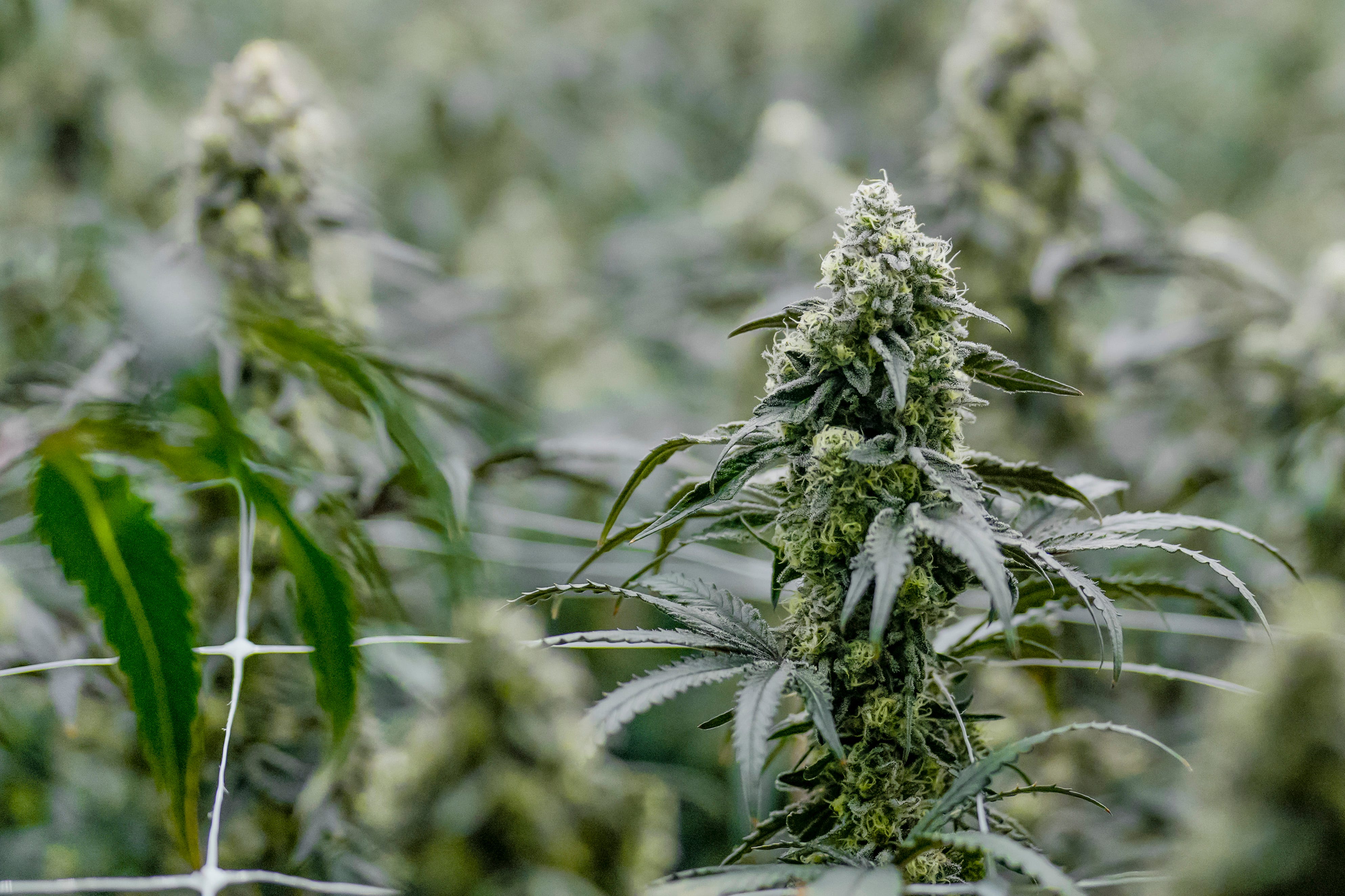 Another medical marijuana proposal reaches the Tennessee Senate. What's ...