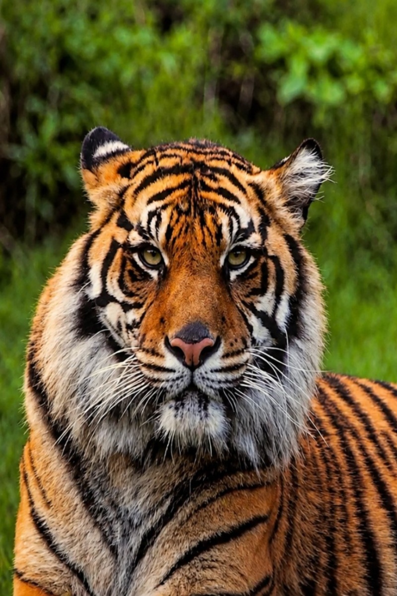 Thailand's forests reveal a breeding tiger population
