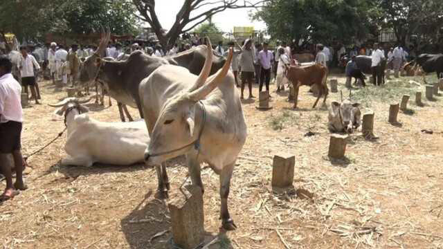 Drought forces farmers in Karnataka to sell cattle at low prices