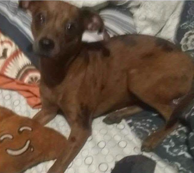 Clay County man video recorded himself strangling girlfriend's dog
