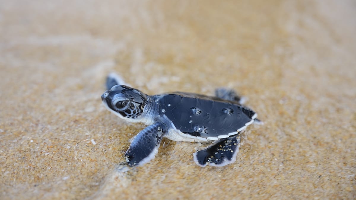 Tiny turtles take their first steps towards the sea