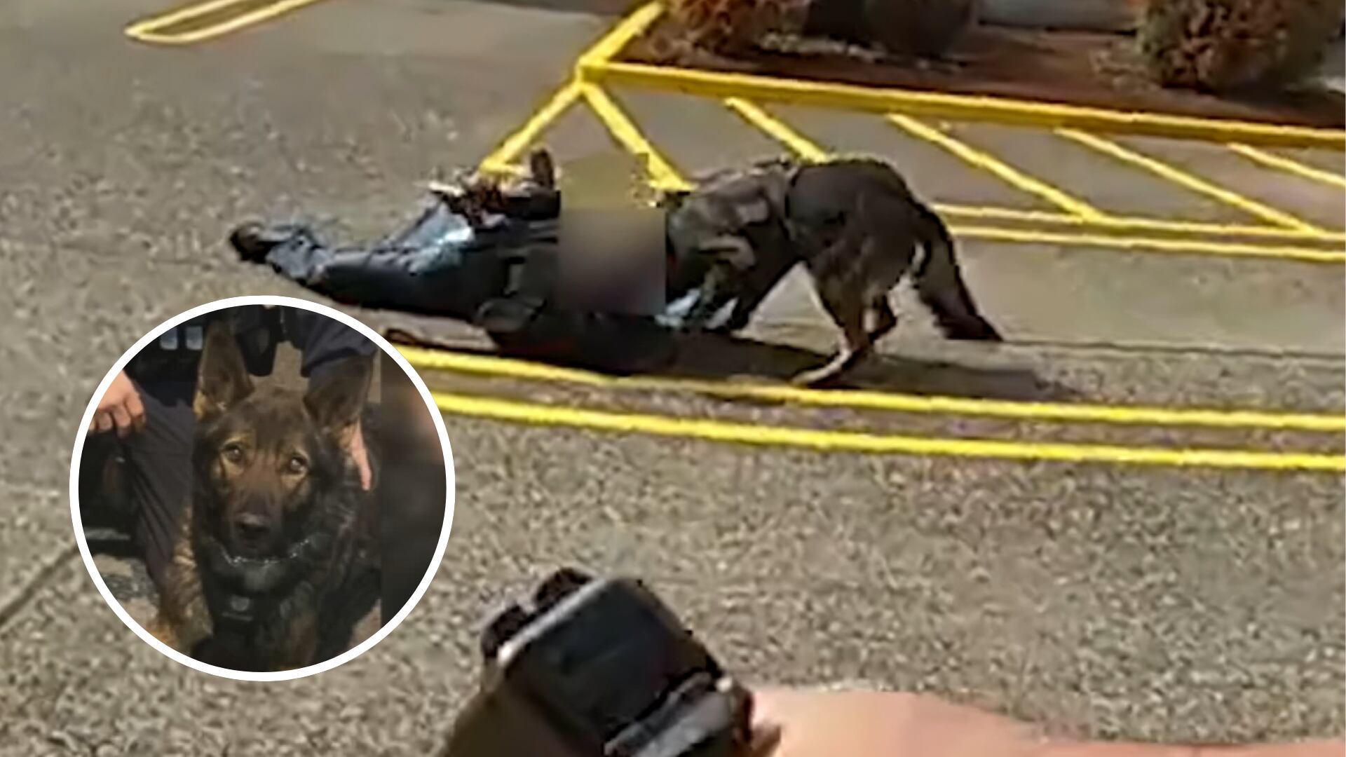 Portland police release video of officers shooting murder suspect, K9 Kylo