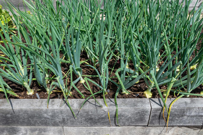 Alan Titchmarsh's 2 vegetables to plant in October for an earlier ...