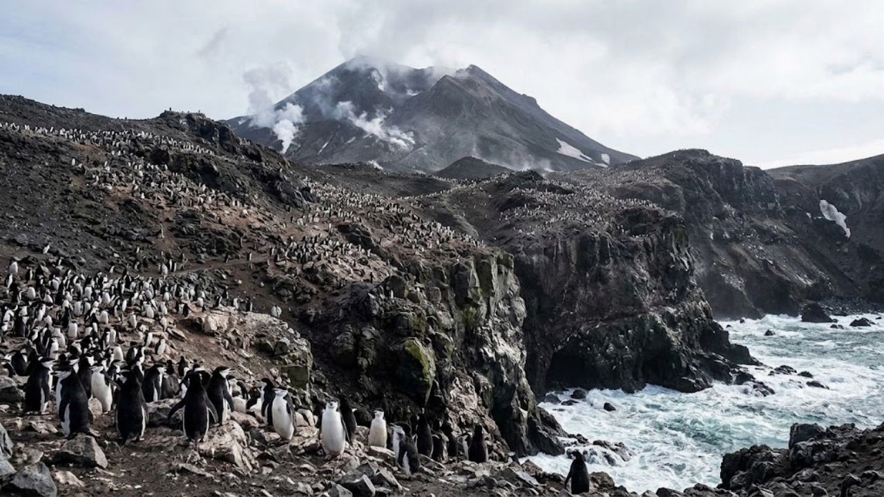 Chinstrap penguin colony falls 63% on Antarctic island