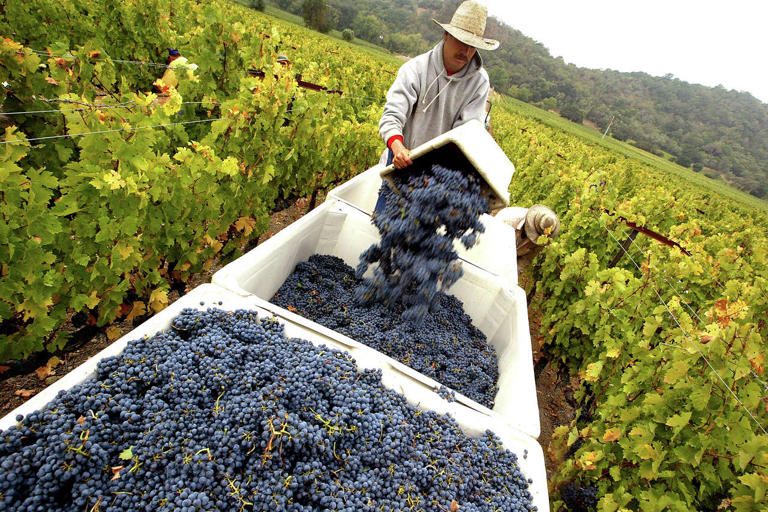 California's once-mighty wine industry is on the ropes