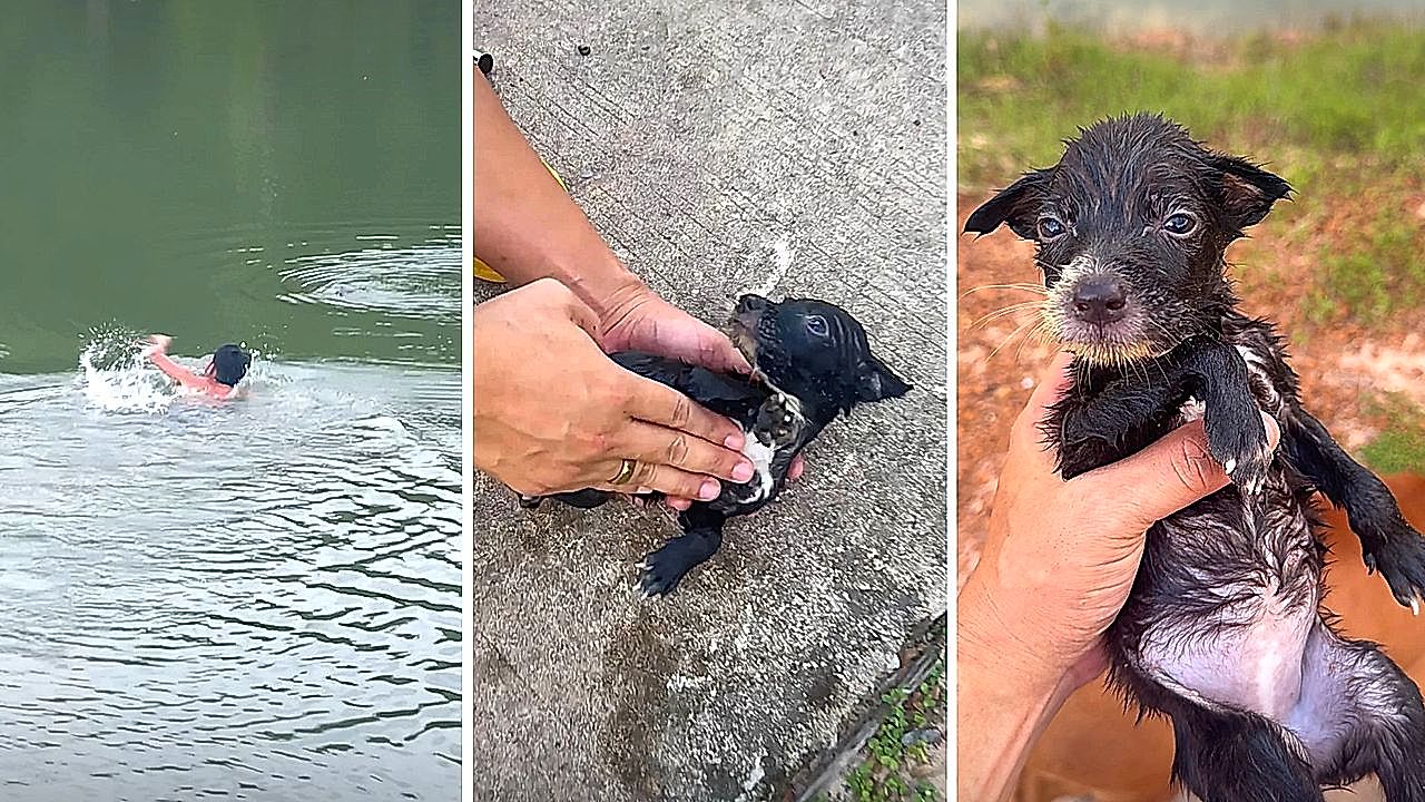 Hero fisherman saves drowning puppy – then performs CPR to bring it ...
