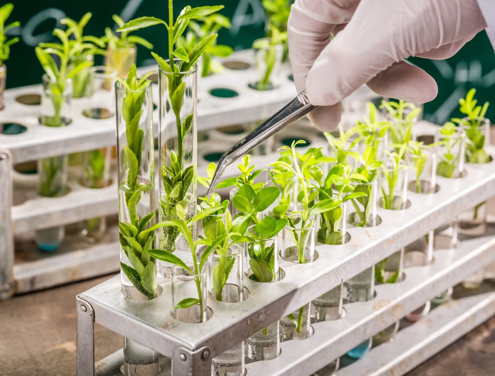 Researchers identify four policy bottlenecks holding back bio-breeding ...