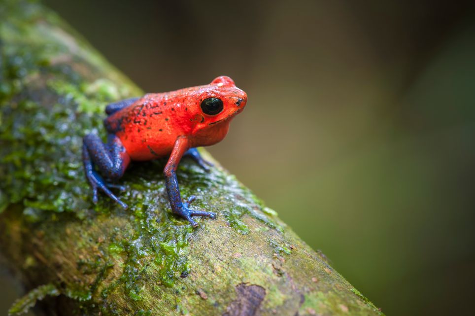 Disappearing insects could spark wildlife crisis