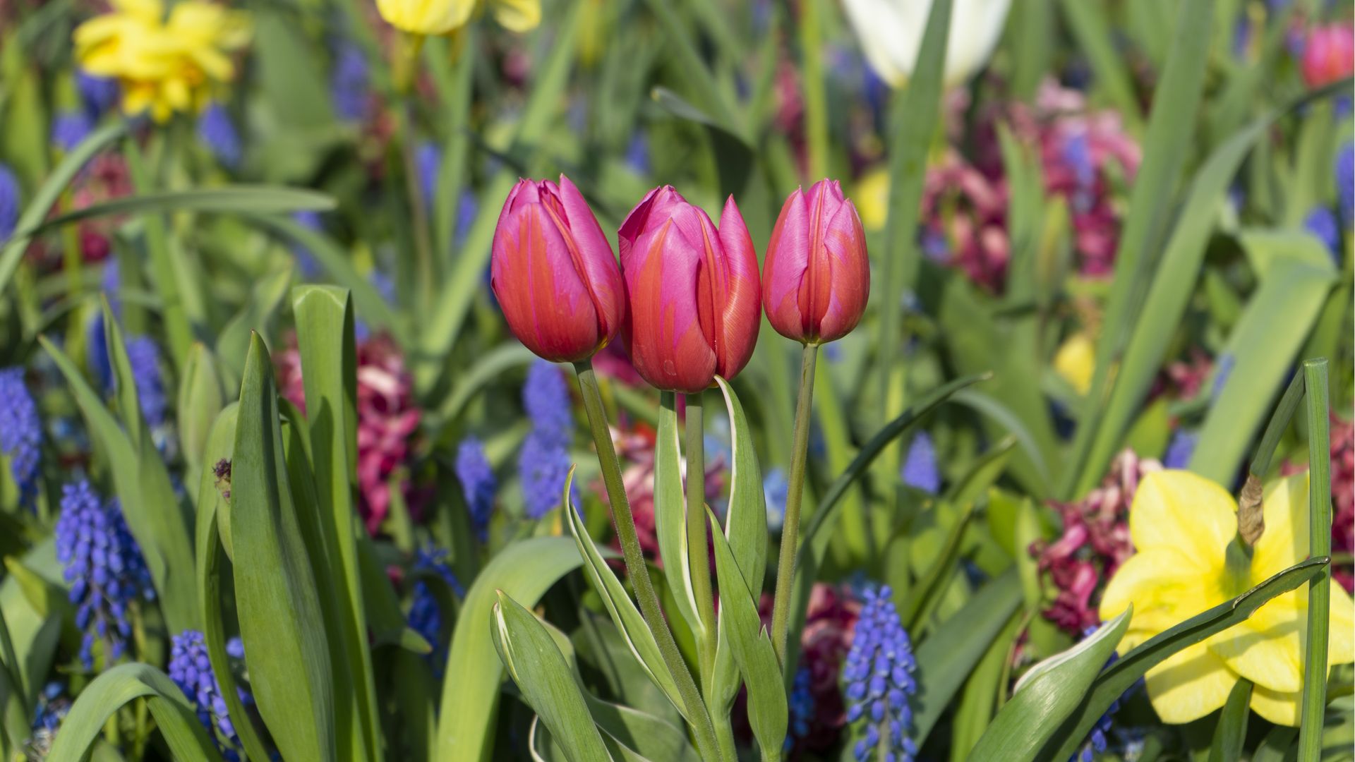 This October garden task is easy to overlook but can help keep your ...