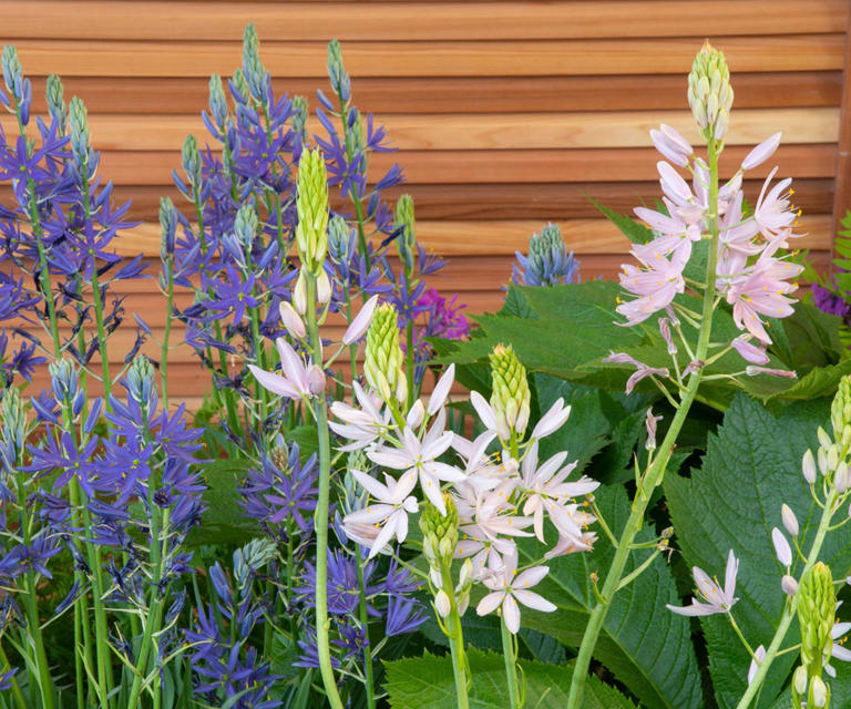 This October garden task is easy to overlook but can help keep your ...