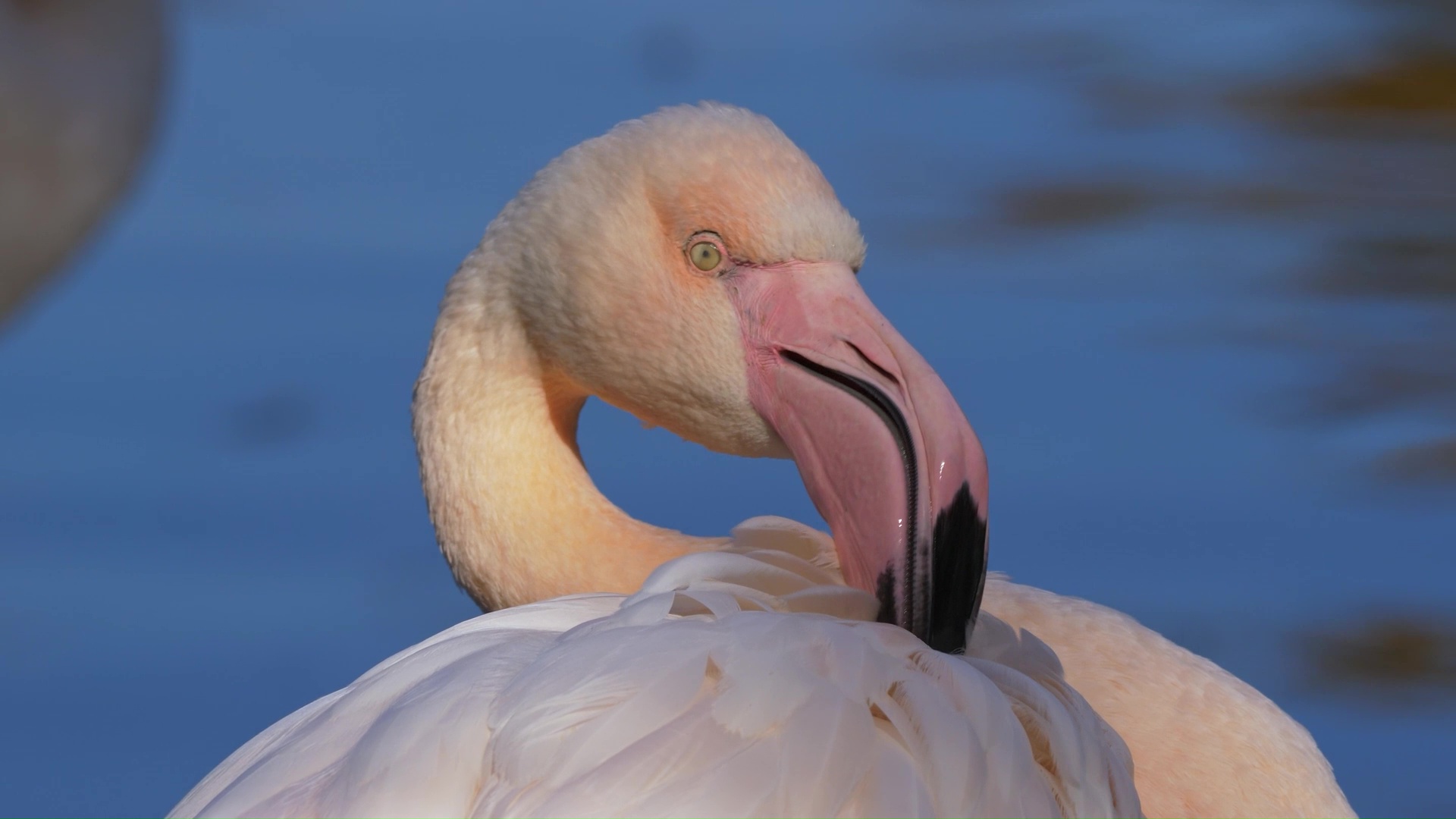 Beautiful flamingo relaxing quietly beside calm blue water