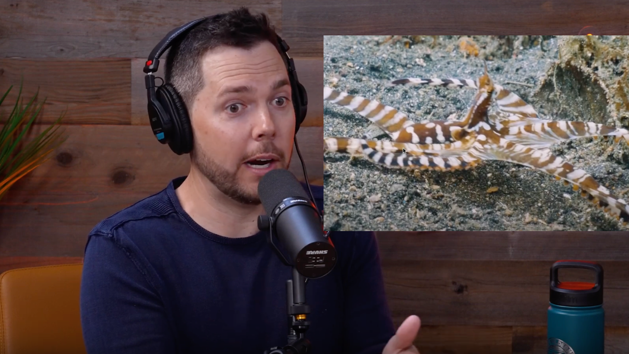 Why octopuses seem so alien
