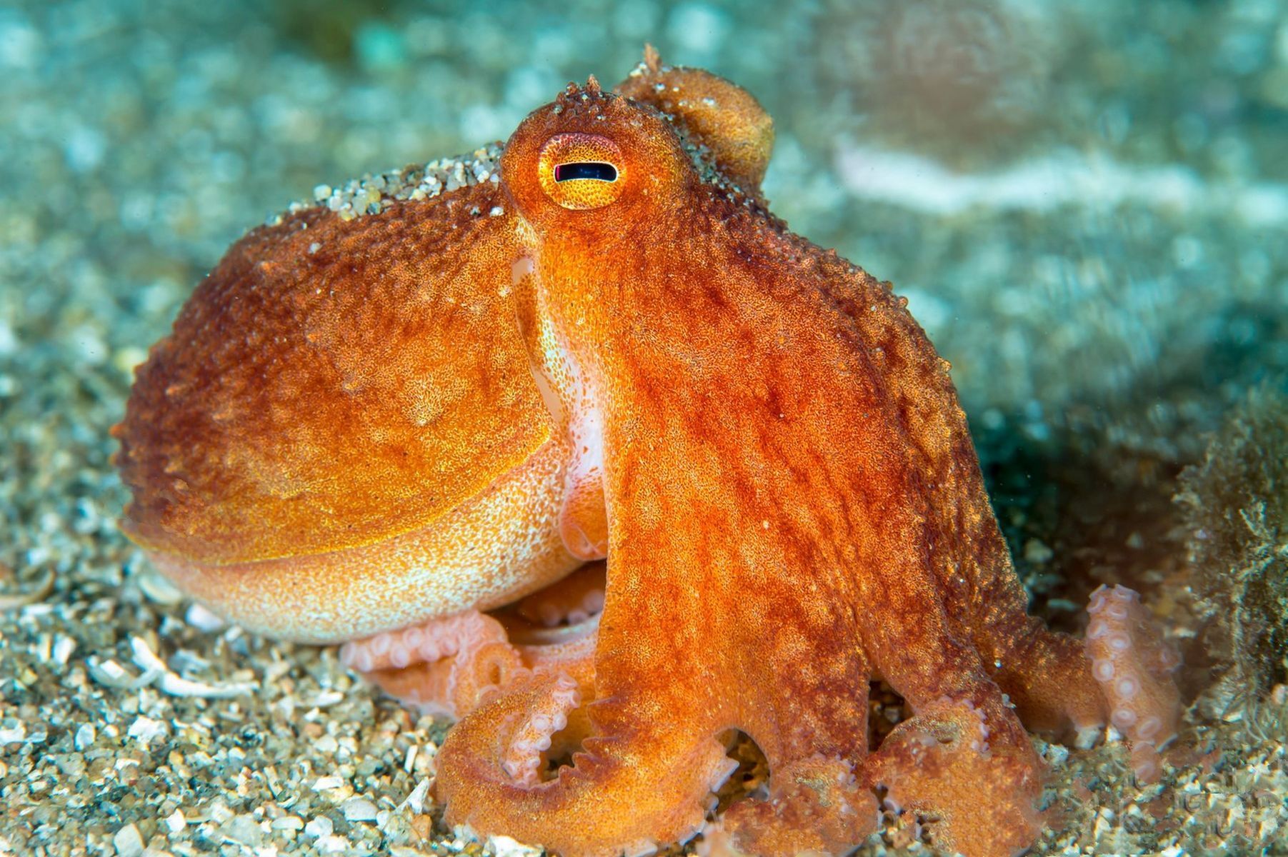 World Octopus Day: 15 facts about this ocean marvel