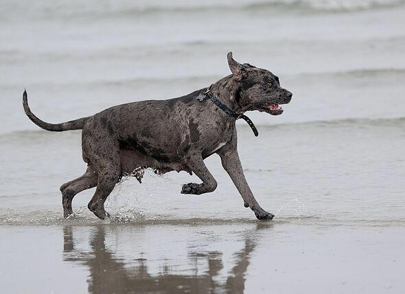 Pet insurance expert names the 3 most expensive dogs to own