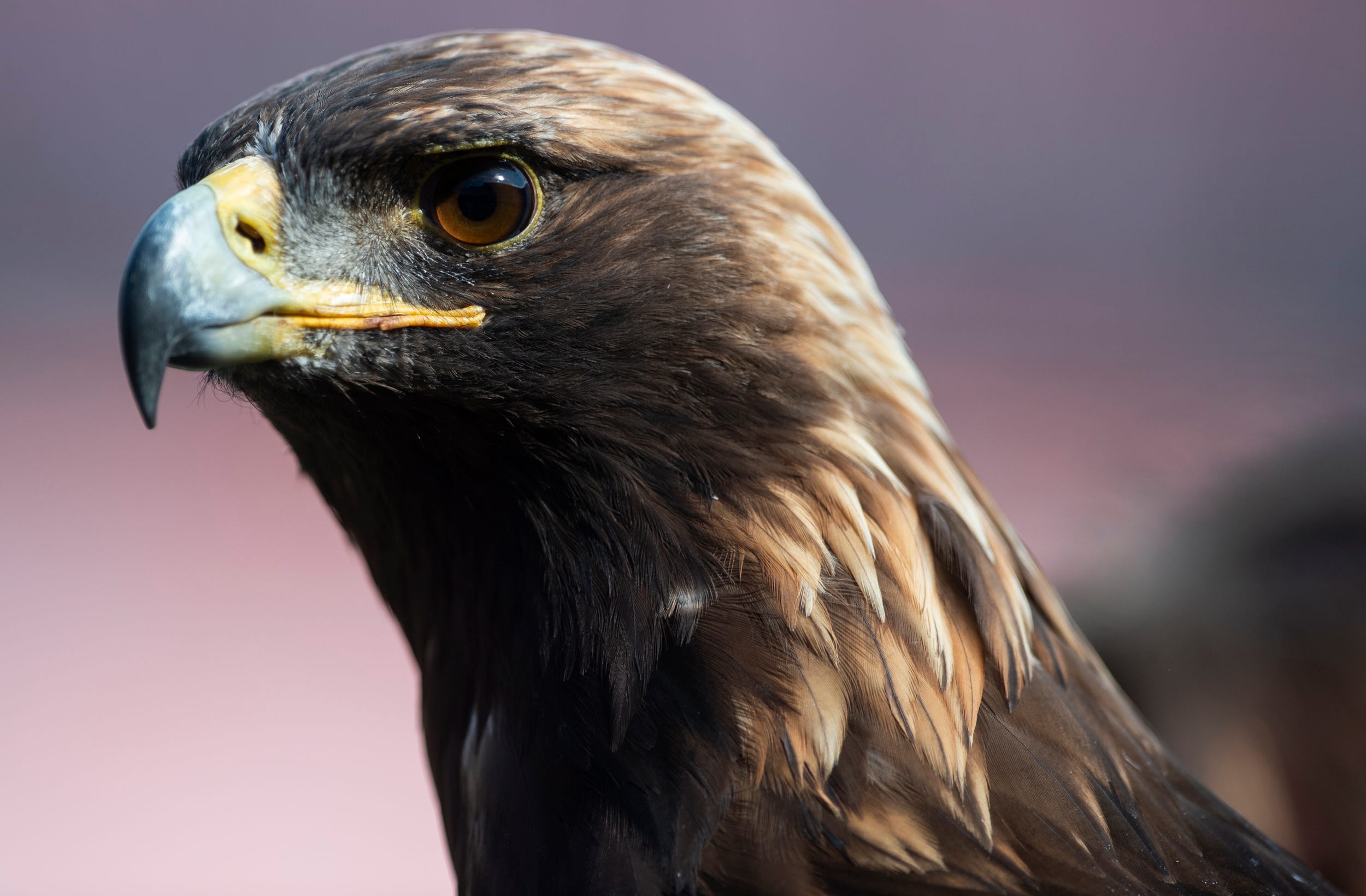Auburn's War Eagle VIII expected to miss remainder of pregame flights ...