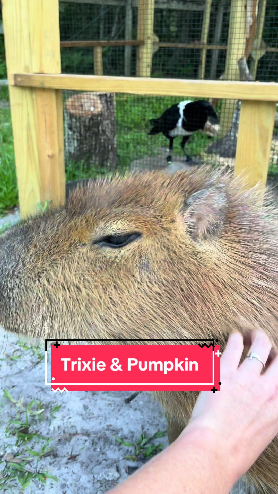 What makes this bird and capybara encounter so adorable
