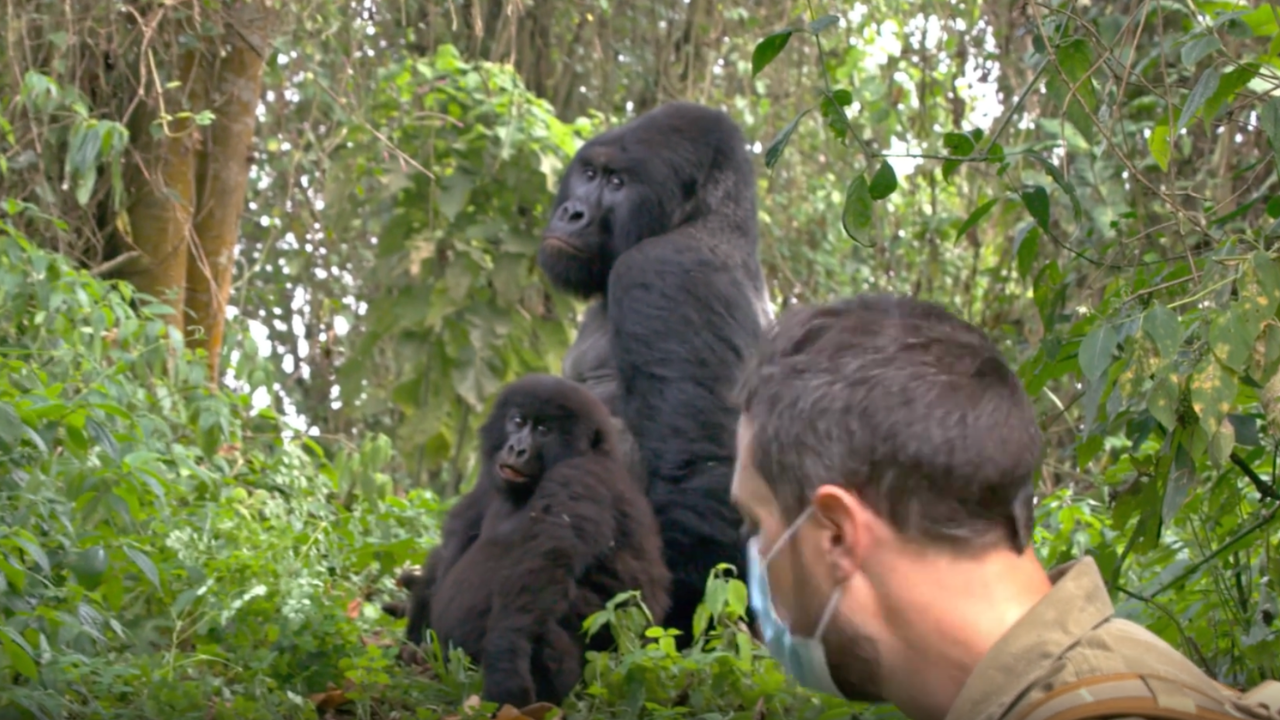 What a close encounter with a silverback is really like