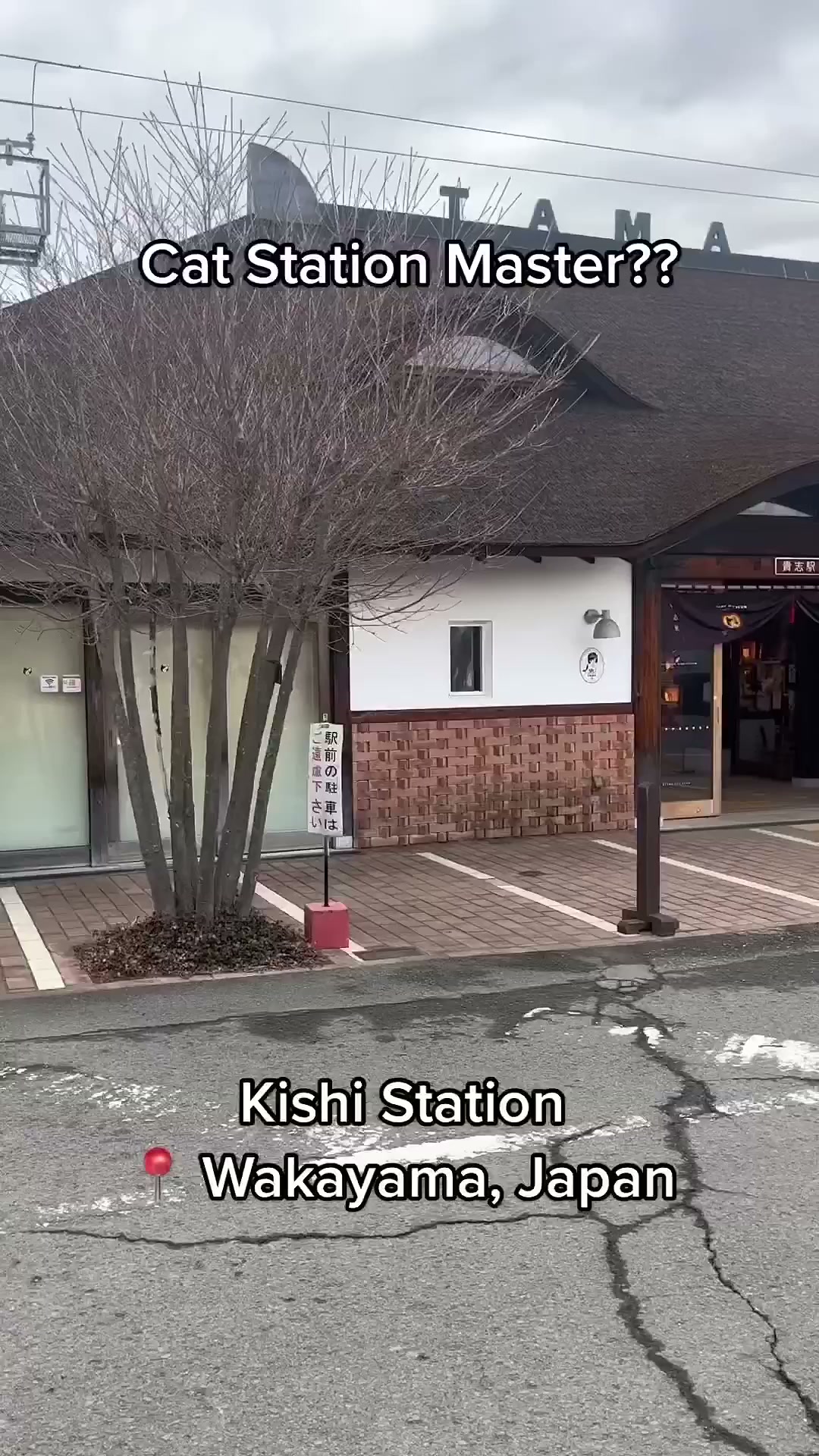 This cat may be better at its job than most people