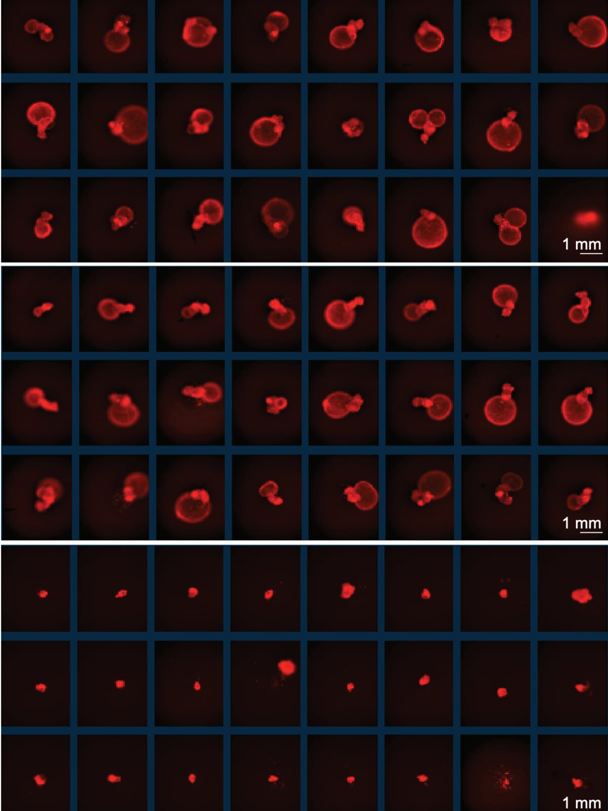 Ancient viral DNA helps embryonic stem cells grow—and cancer hijacks ...