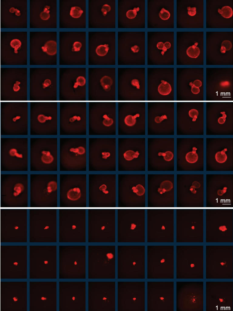 Ancient viral DNA helps embryonic stem cells grow—and cancer hijacks ...