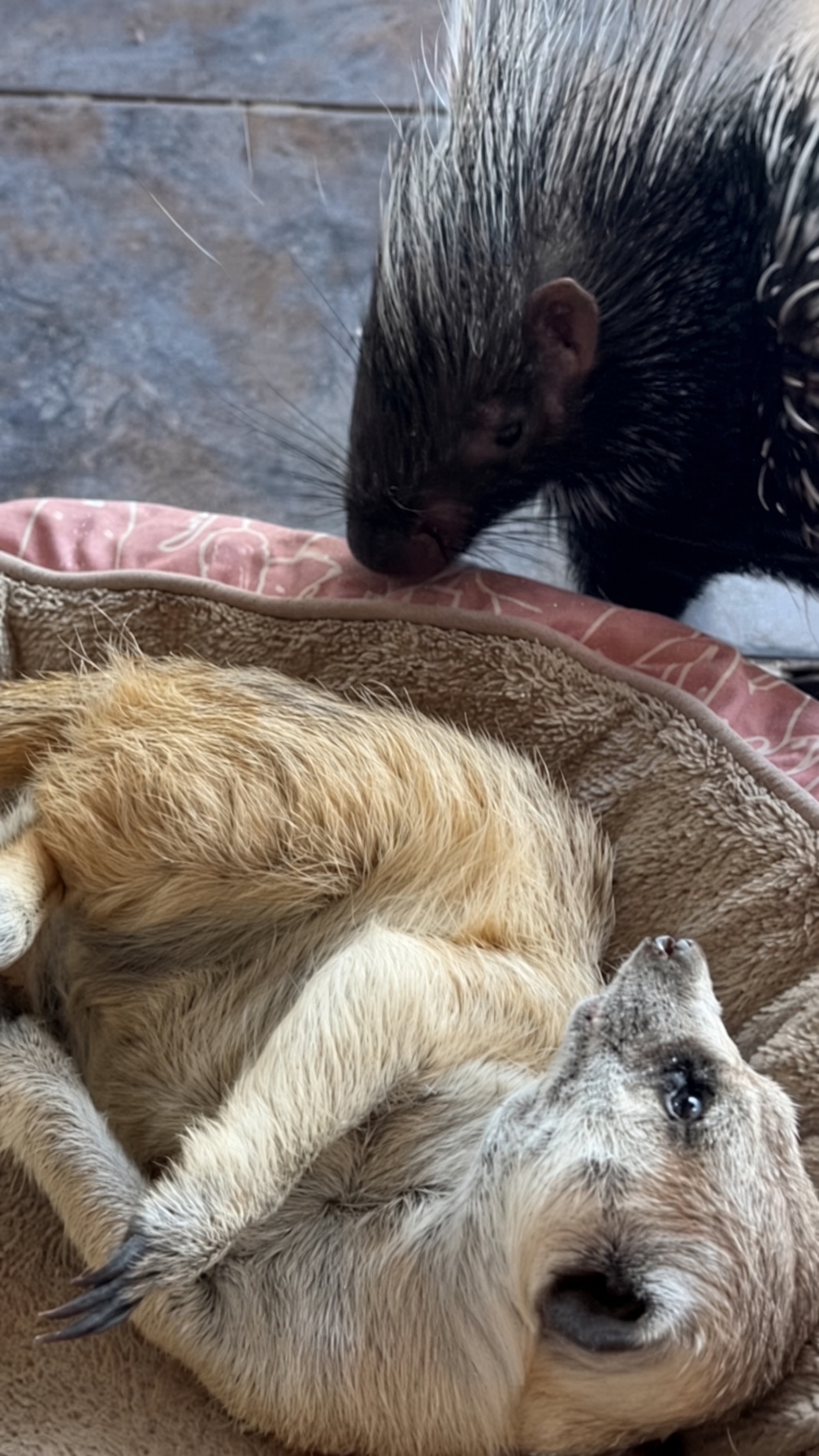 A funny animal moment