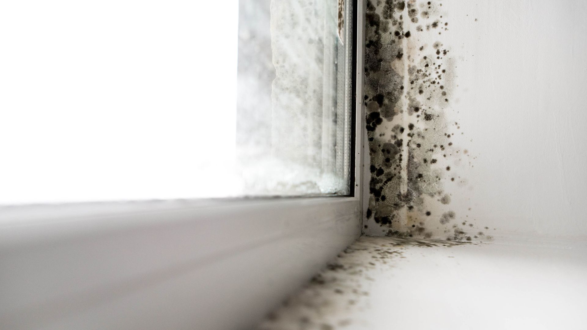 Homeowners urged to check bathrooms for black mold — expert shares 3 ...