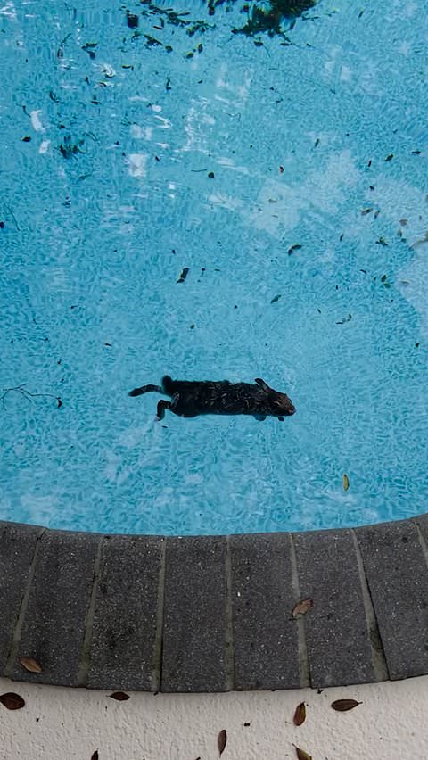 Bunny rescued from homeowner's pool