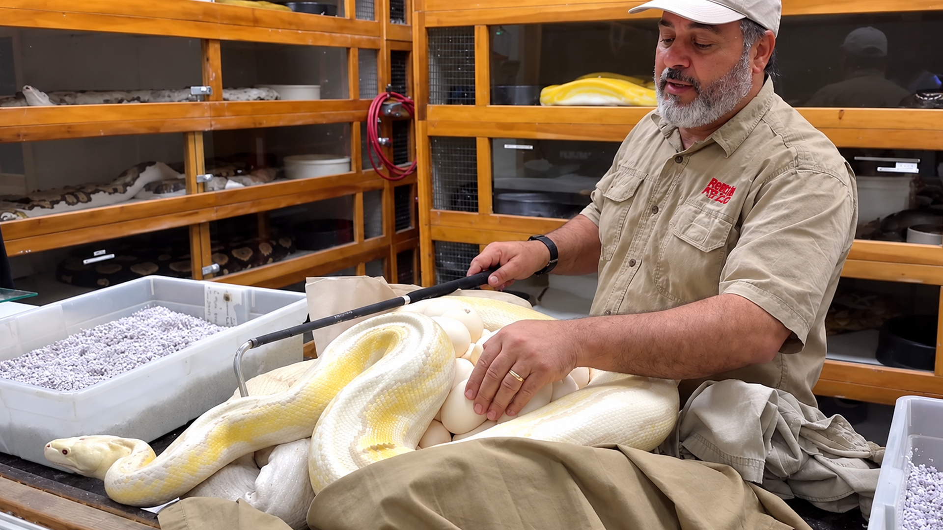 Python mother refuses to give up her eggs