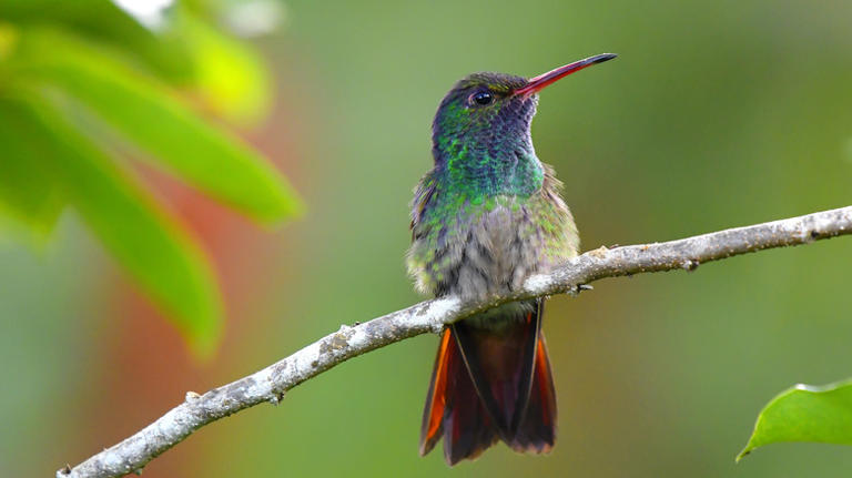 Bring more hummingbirds to your garden by planting this sweet-smelling ...