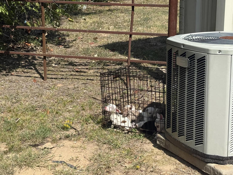 Woman hears cries coming from behind building and finds cage with 16 ...