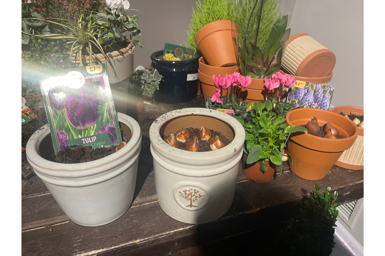 B&Q expert says plant these 'incredibly forgiving' bulbs this winter ...