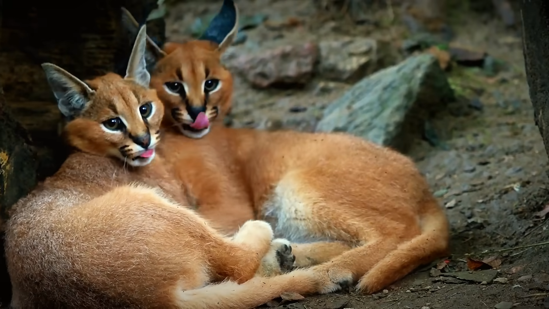 Watch what happens when cats evolve into perfect hunting machines