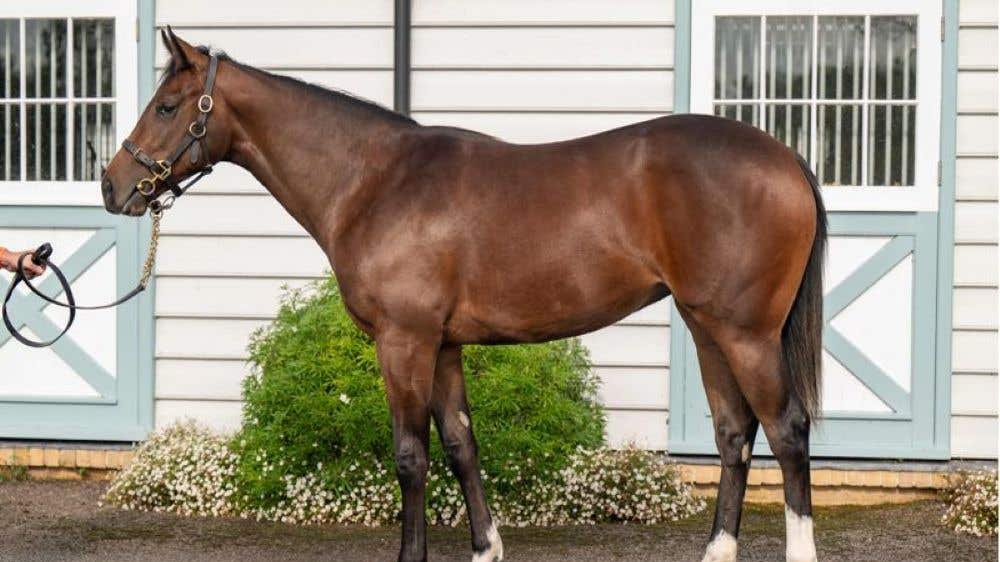 Balding and Flay cook up a storm at Tattersalls