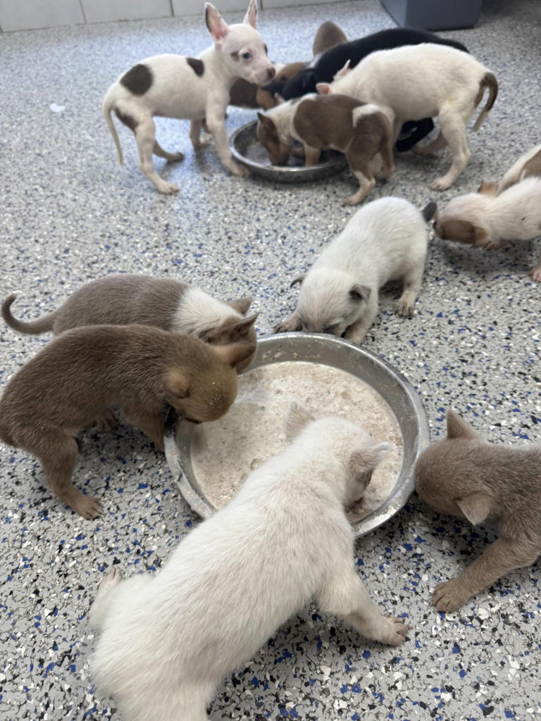 Woman hears cries coming from behind building and finds cage with 16 ...