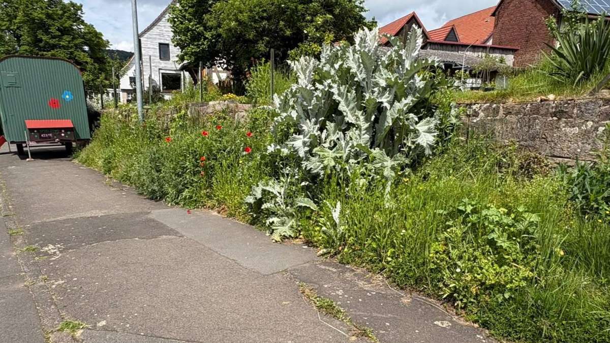 Gigantische Distel als Star: Drei Meter hohes Gewächs zieht Touristen ...